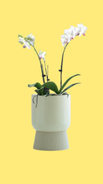 Minimalist Style Self-watering Ceramic Planters - Perfect for Indoor & Outdoor - Trendyglobal 